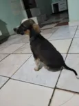5filhotes pra doação