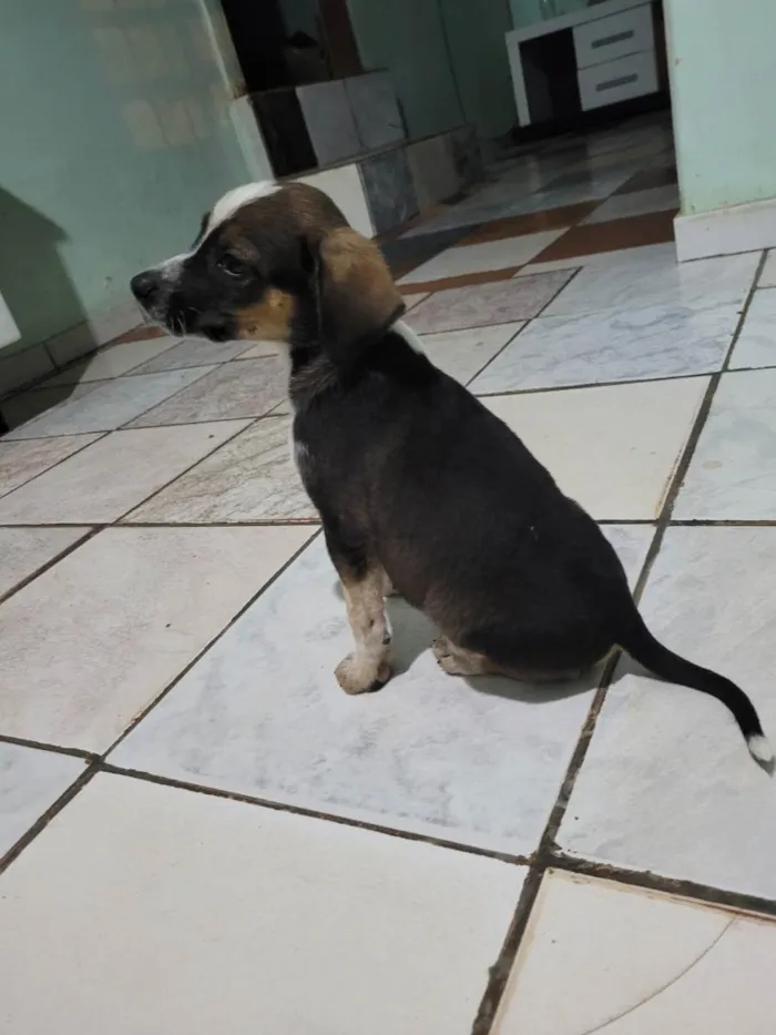 Cachorro raça Beagle idade 2 a 6 meses nome 5filhotes pra doação