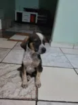 5filhotes pra doação