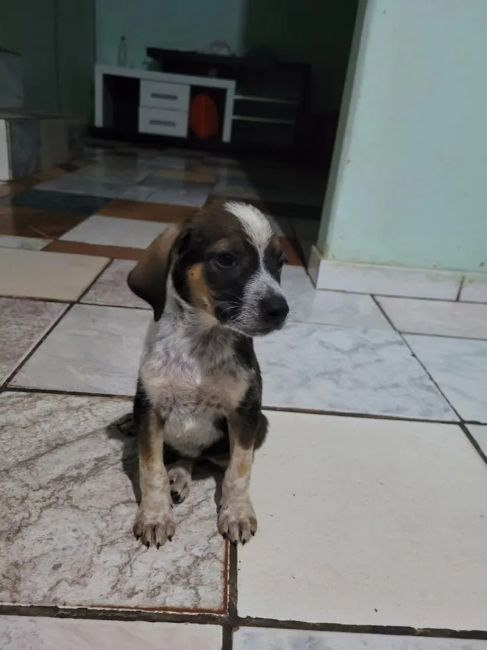 Cachorro raça Beagle idade 2 a 6 meses nome 5filhotes pra doação