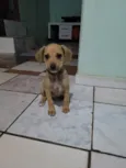 5filhotes pra doação