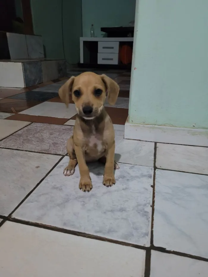 Cachorro raça Beagle idade 2 a 6 meses nome 5filhotes pra doação
