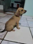 5filhotes pra doação