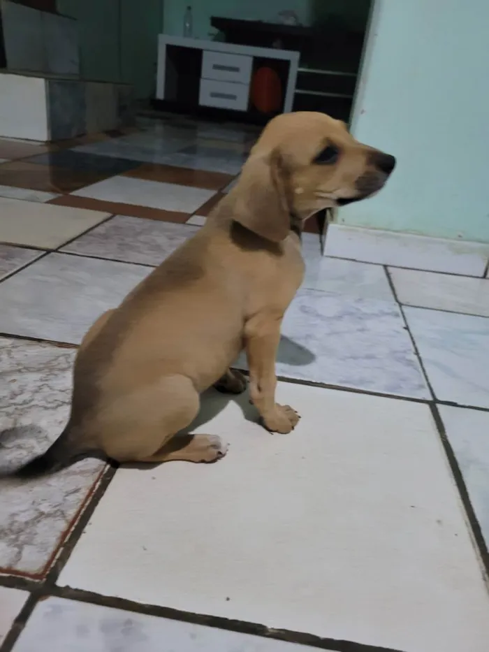 Cachorro raça Beagle idade 2 a 6 meses nome 5filhotes pra doação