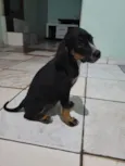 5filhotes pra doação