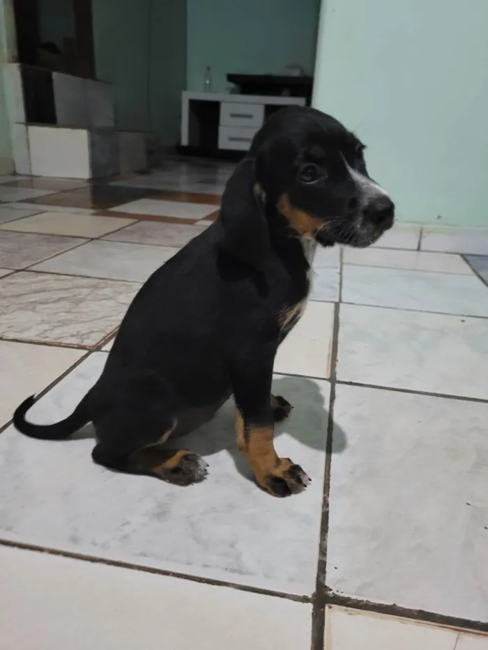 Cachorro raça Beagle idade 2 a 6 meses nome 5filhotes pra doação