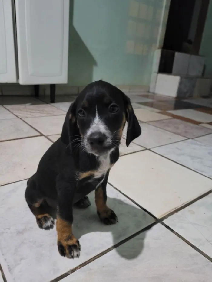Cachorro raça Beagle idade 2 a 6 meses nome 5filhotes pra doação