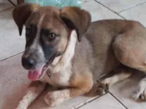 Cachorro raça  idade 2 a 6 meses nome Bobi