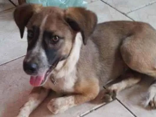 Cachorro ra a  idade 2 a 6 meses nome Bobi