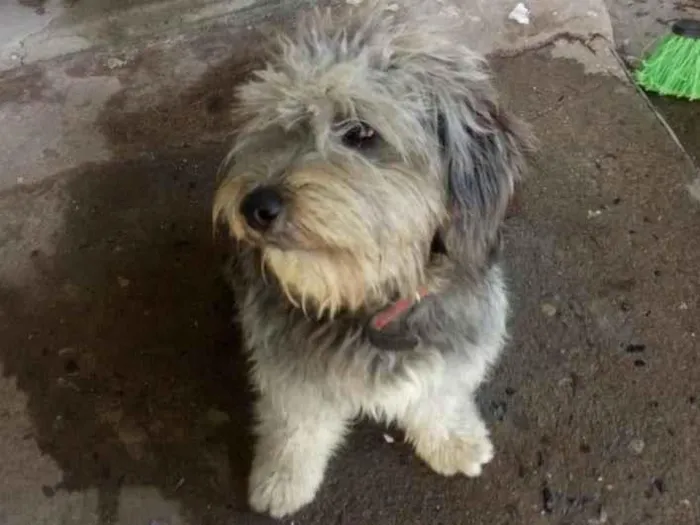 Cachorro ra a Puddle Com Maltês  idade 6 ou mais anos nome Pérola 