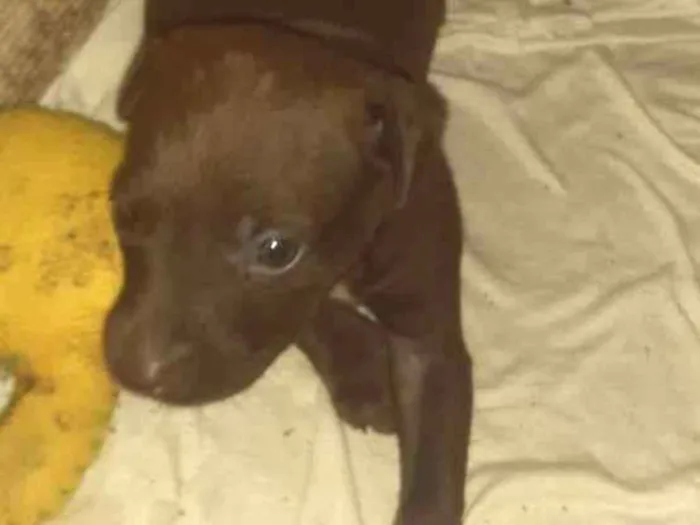 Cachorro ra a Indefinida idade Abaixo de 2 meses nome Athena