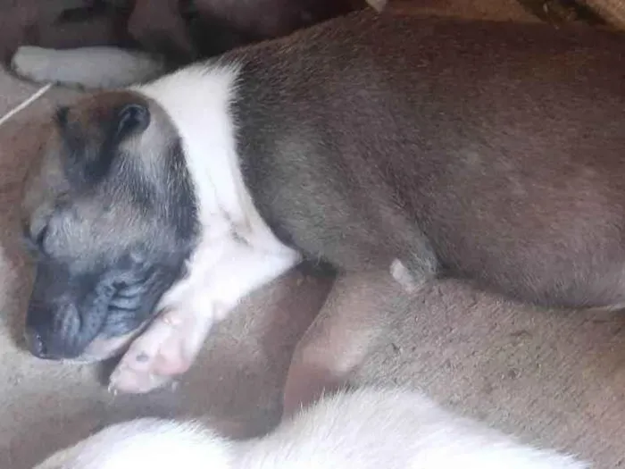 Cachorro ra a Indefinida idade Abaixo de 2 meses nome Akira 