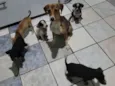 5filhotes pra doação
