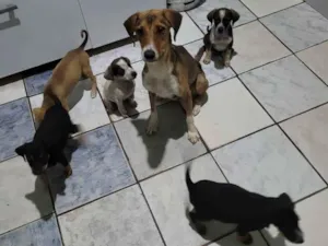 Cachorro raça Beagle idade 2 a 6 meses nome 5filhotes pra doação