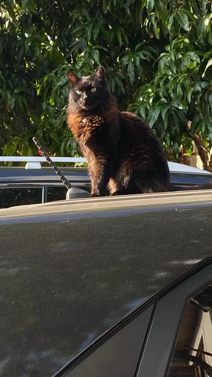 Gato ra a Gato preto vira lata idade 5 anos nome Zeca