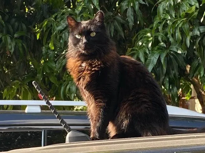 Gato ra a Gato preto vira lata idade 5 anos nome Zeca