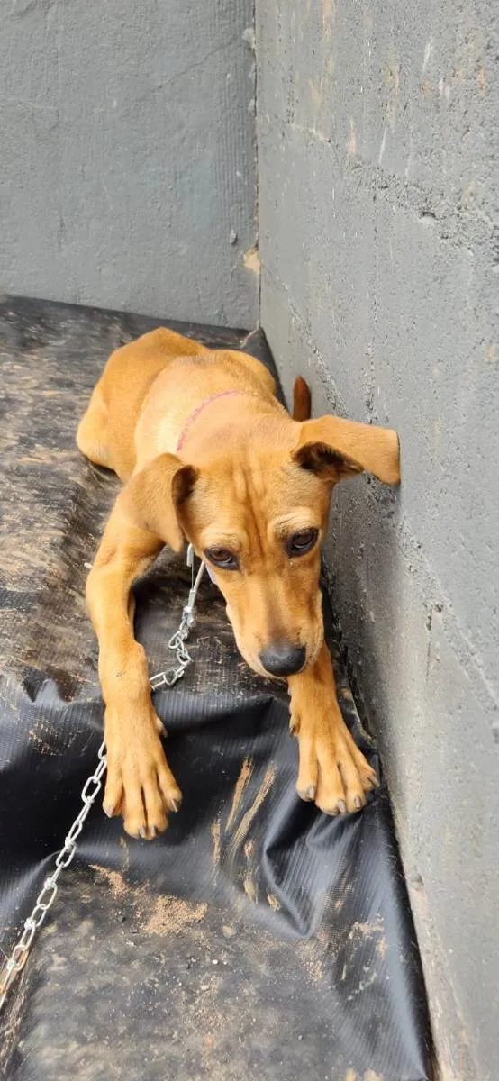 Cachorro ra a Vira lata idade 2 a 6 meses nome Julieta