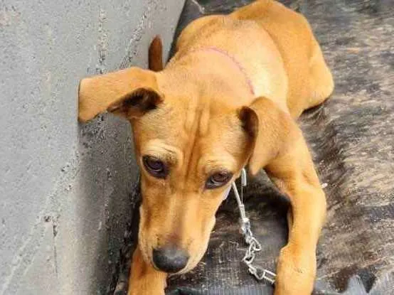 Cachorro ra a Vira lata idade 2 a 6 meses nome Julieta