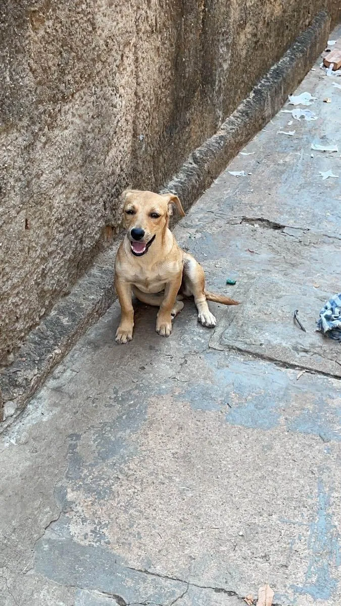 Cachorro ra a Vira lata com cane corso  idade 2 a 6 meses nome Rabicó,Jhone,pinga