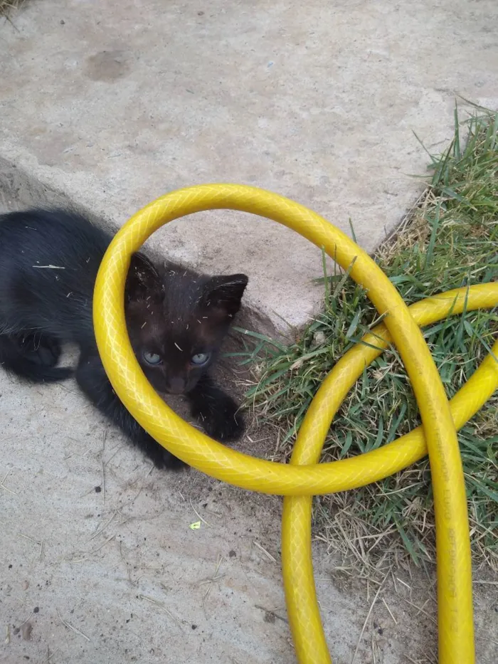 Gato raça Indefinida idade 2 a 6 meses nome Sem nomes ainda 