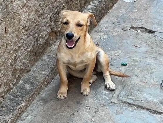 Cachorro ra a Vira lata com cane corso  idade 2 a 6 meses nome Rabicó,Jhone,pinga