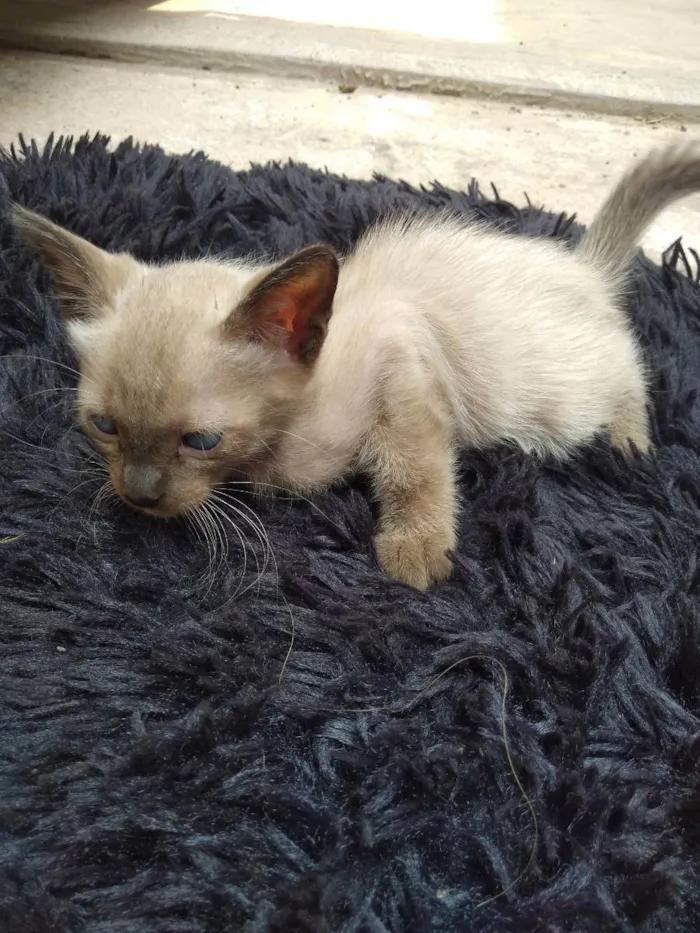 Gato raça Indefinida idade 2 a 6 meses nome Se nome 