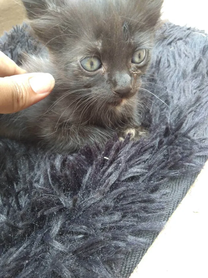 Gato raça Indefinida idade 2 a 6 meses nome Se nome 