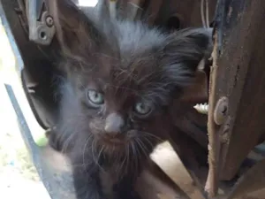 Gato raça Indefinida idade 2 a 6 meses nome Sem nomes ainda 