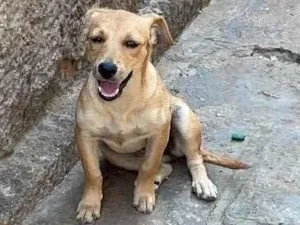 Cachorro raça Vira lata com cane corso  idade 2 a 6 meses nome Rabicó,Jhone,pinga