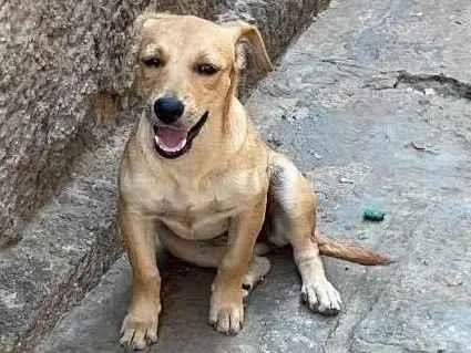 Cachorro ra a Vira lata com cane corso  idade 2 a 6 meses nome Rabicó,Jhone,pinga