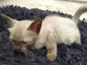 Gato raça Indefinida idade 2 a 6 meses nome Se nome 