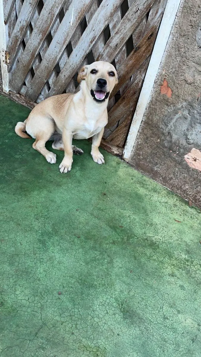 Cachorro ra a Vira lata  idade 2 a 6 meses nome Rabicó 