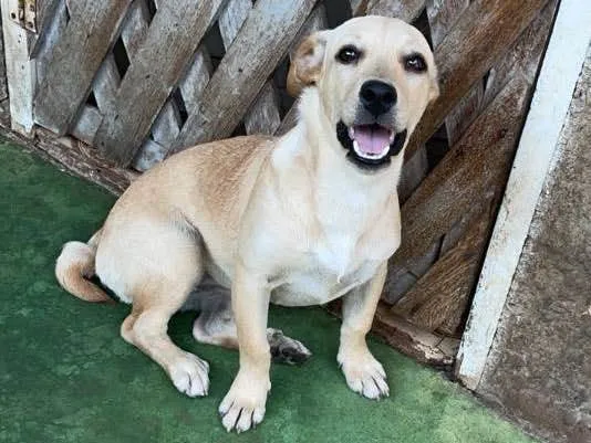 Cachorro ra a Vira lata  idade 2 a 6 meses nome Rabicó 