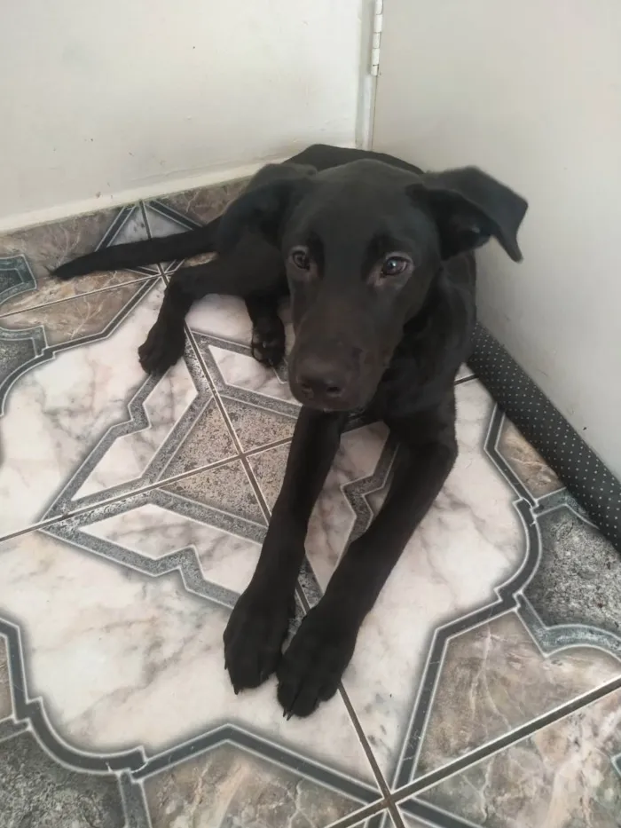 Cachorro ra a Labrador  idade 7 a 11 meses nome Neguinho 