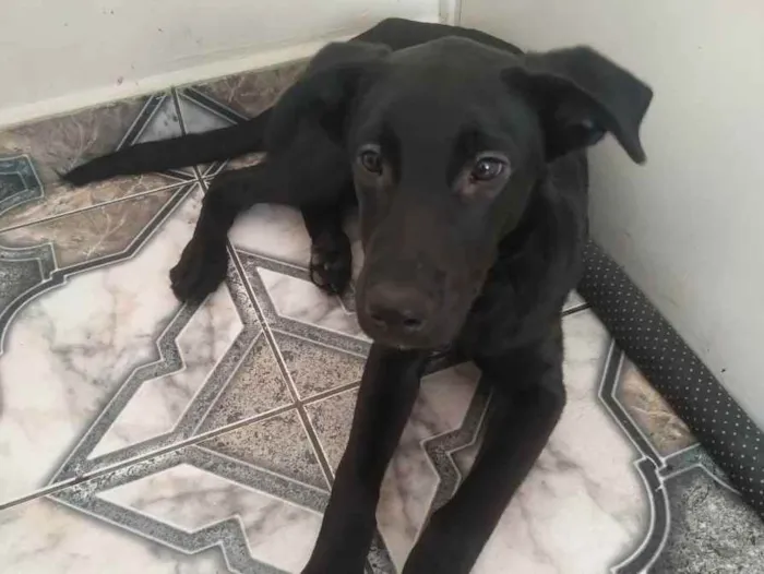 Cachorro ra a Labrador  idade 7 a 11 meses nome Neguinho 