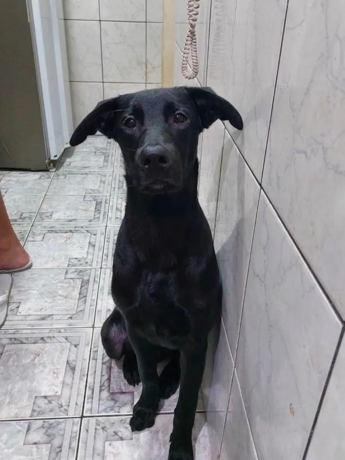 Cachorro ra a Labrador  idade 7 a 11 meses nome Neguinho 