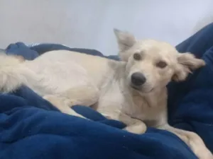 Cachorro raça mestiço idade 1 ano nome benny