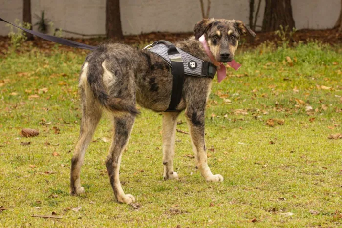 Cachorro ra a Sem Raça Definida  idade 1 ano nome Lila