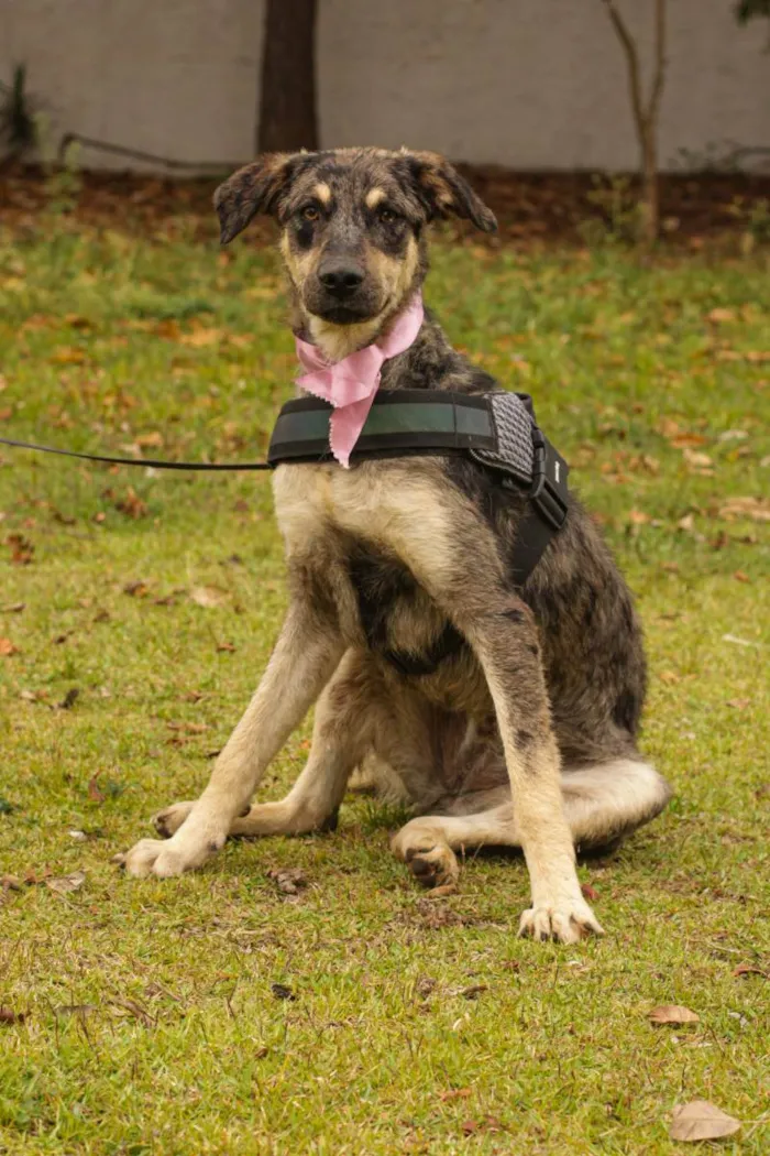 Cachorro ra a Sem Raça Definida  idade 1 ano nome Lila