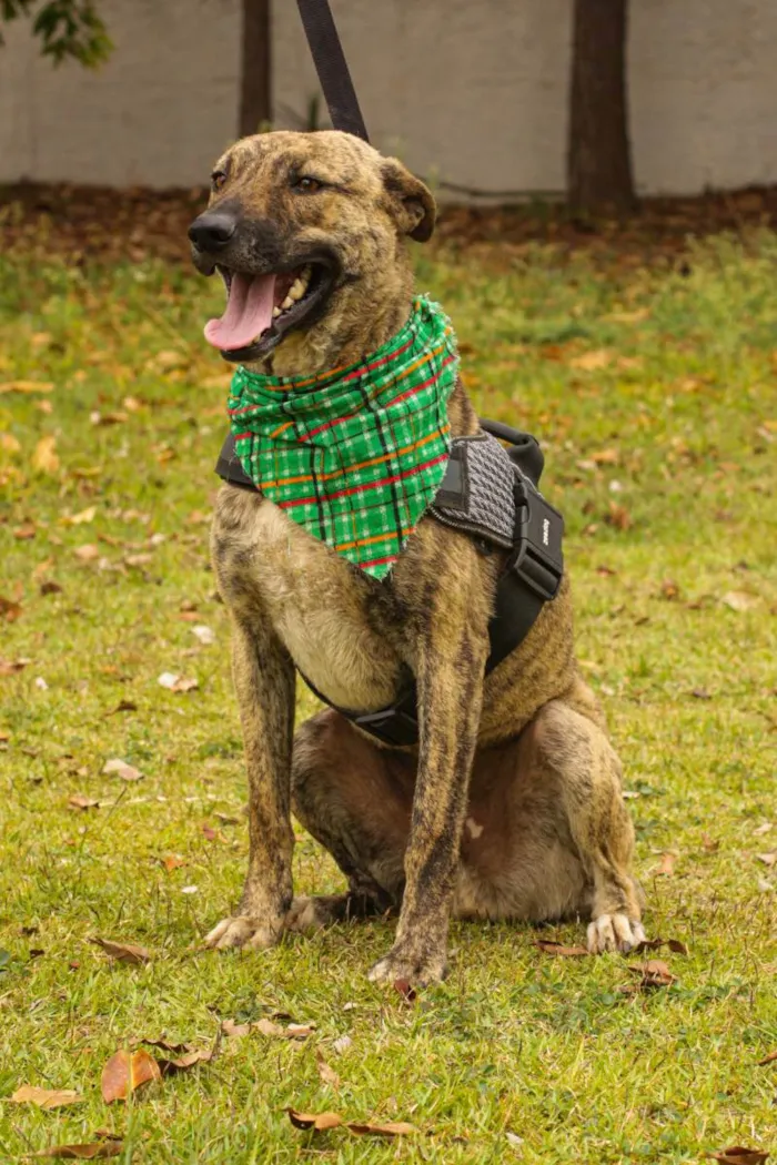 Cachorro ra a Sem Raça Definida  idade 1 ano nome Tigre