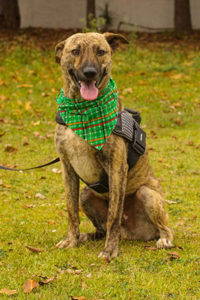 Cachorro ra a Sem Raça Definida  idade 1 ano nome Tigre