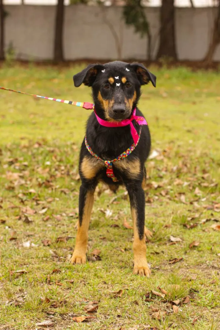 Cachorro ra a Sem Raça Definida  idade 1 ano nome Nina