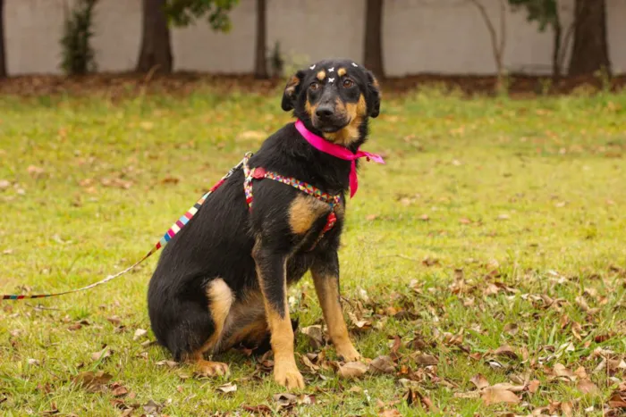 Cachorro ra a Sem Raça Definida  idade 1 ano nome Nina