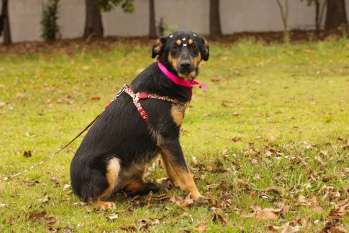 Cachorro ra a Sem Raça Definida  idade 1 ano nome Nina