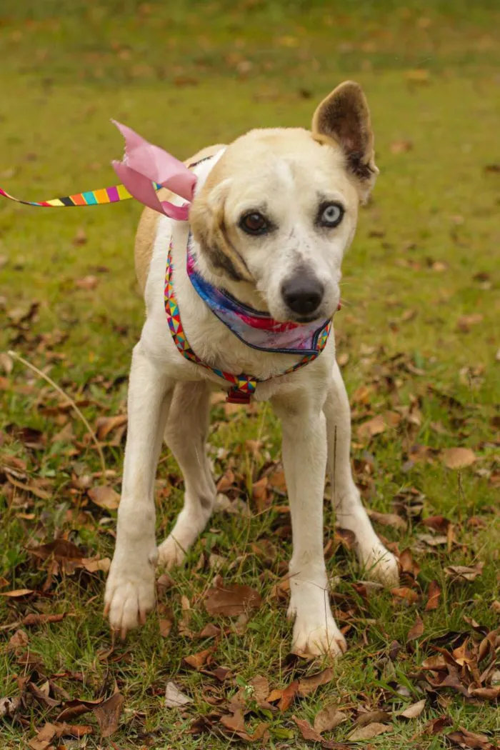 Cachorro ra a Sem Raça Definida  idade 3 anos nome Sandy