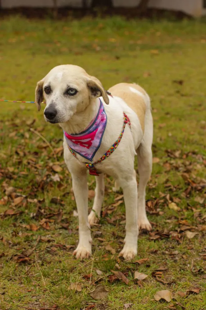 Cachorro ra a Sem Raça Definida  idade 3 anos nome Sandy