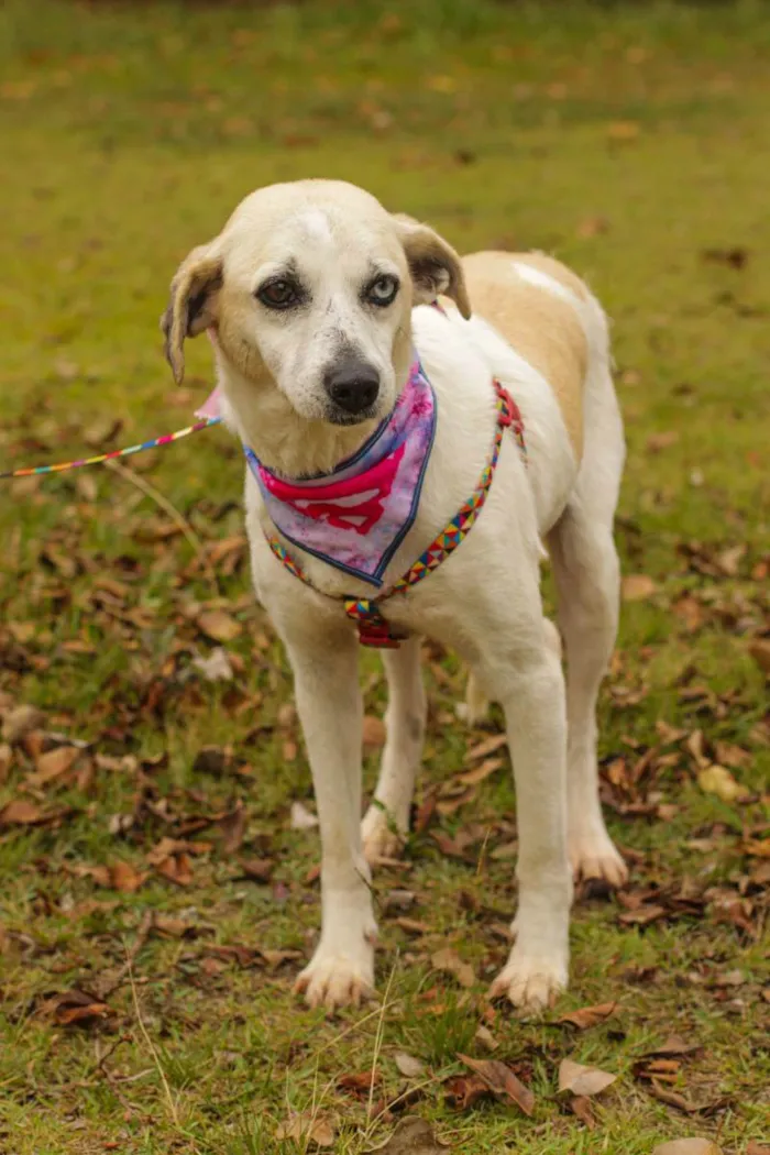 Cachorro ra a Sem Raça Definida  idade 3 anos nome Sandy