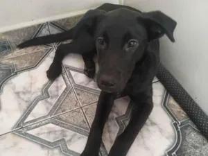 Cachorro raça Labrador  idade 7 a 11 meses nome Neguinho 