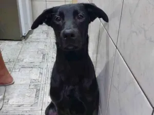 Cachorro raça Labrador  idade 7 a 11 meses nome Neguinho 