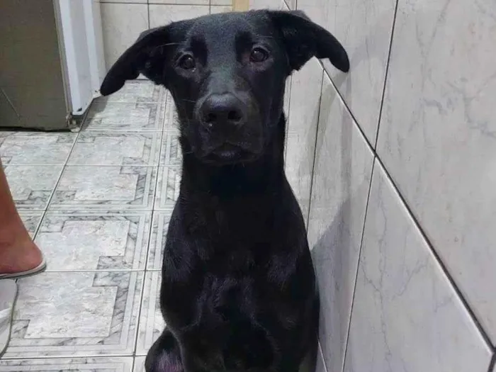 Cachorro ra a Labrador  idade 7 a 11 meses nome Neguinho 